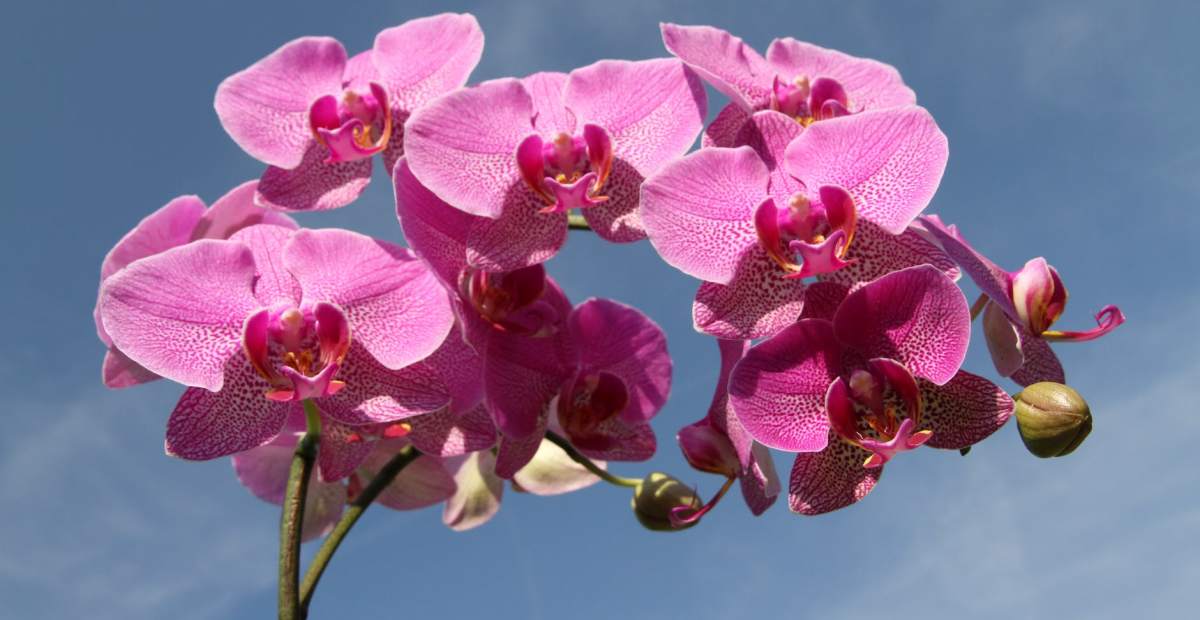 6 Cara Merawat Anggrek, Berbunga Cantik dan Bebas Hama