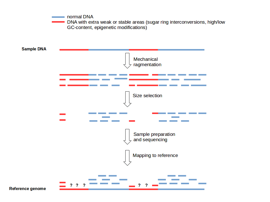Is there a bias after DNA fragmentation?