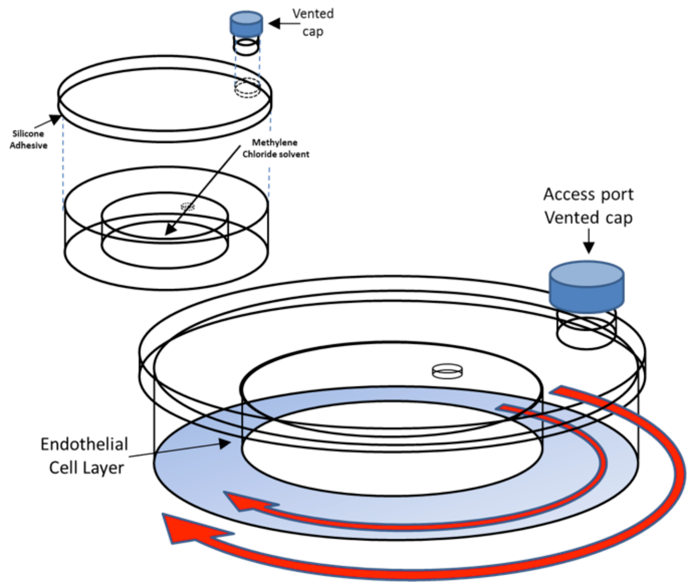 The Assembly and Application of 'Shear Rings' A Novel Endothelial