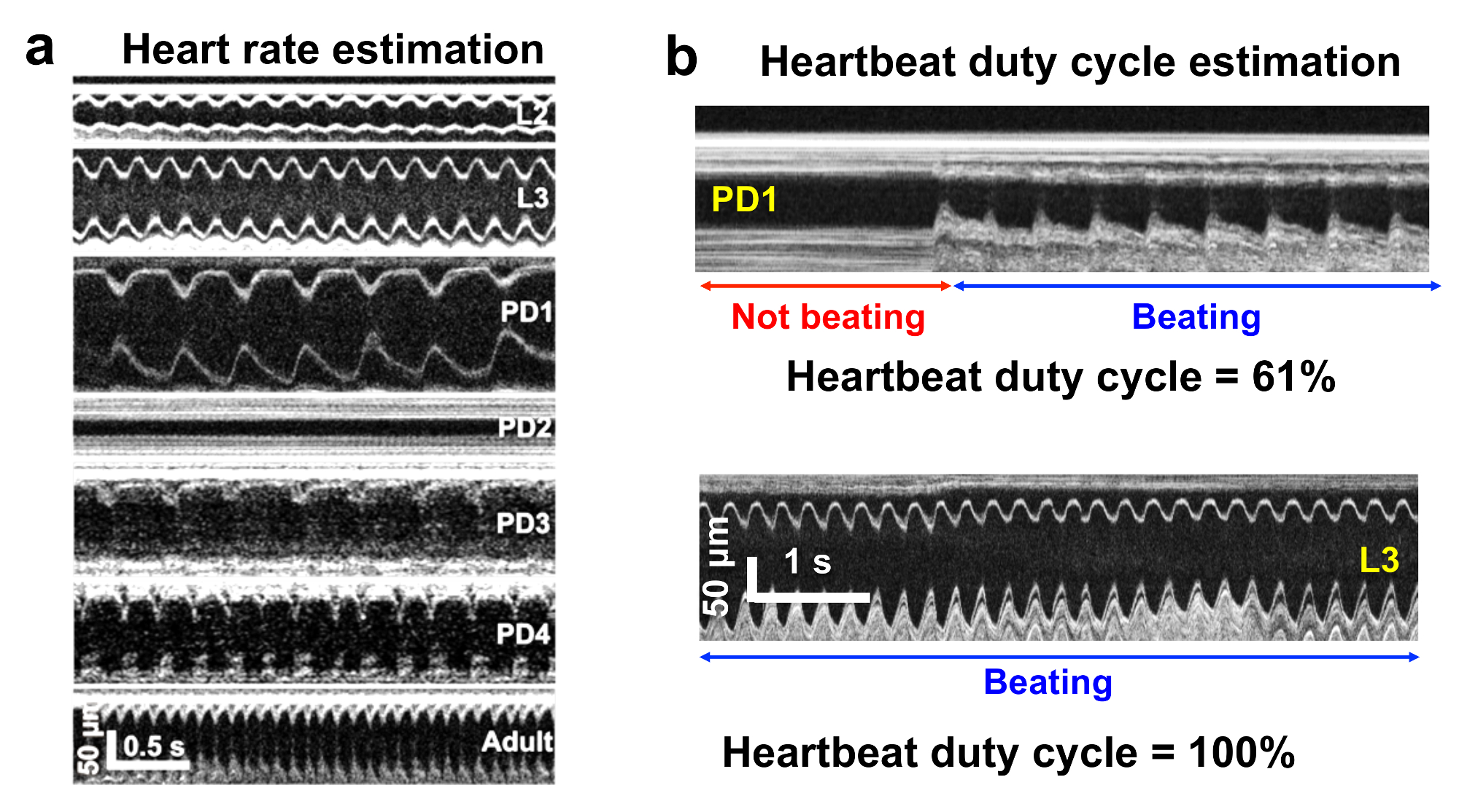 Drosophila Preparation and Longitudinal Imaging of Heart Function In