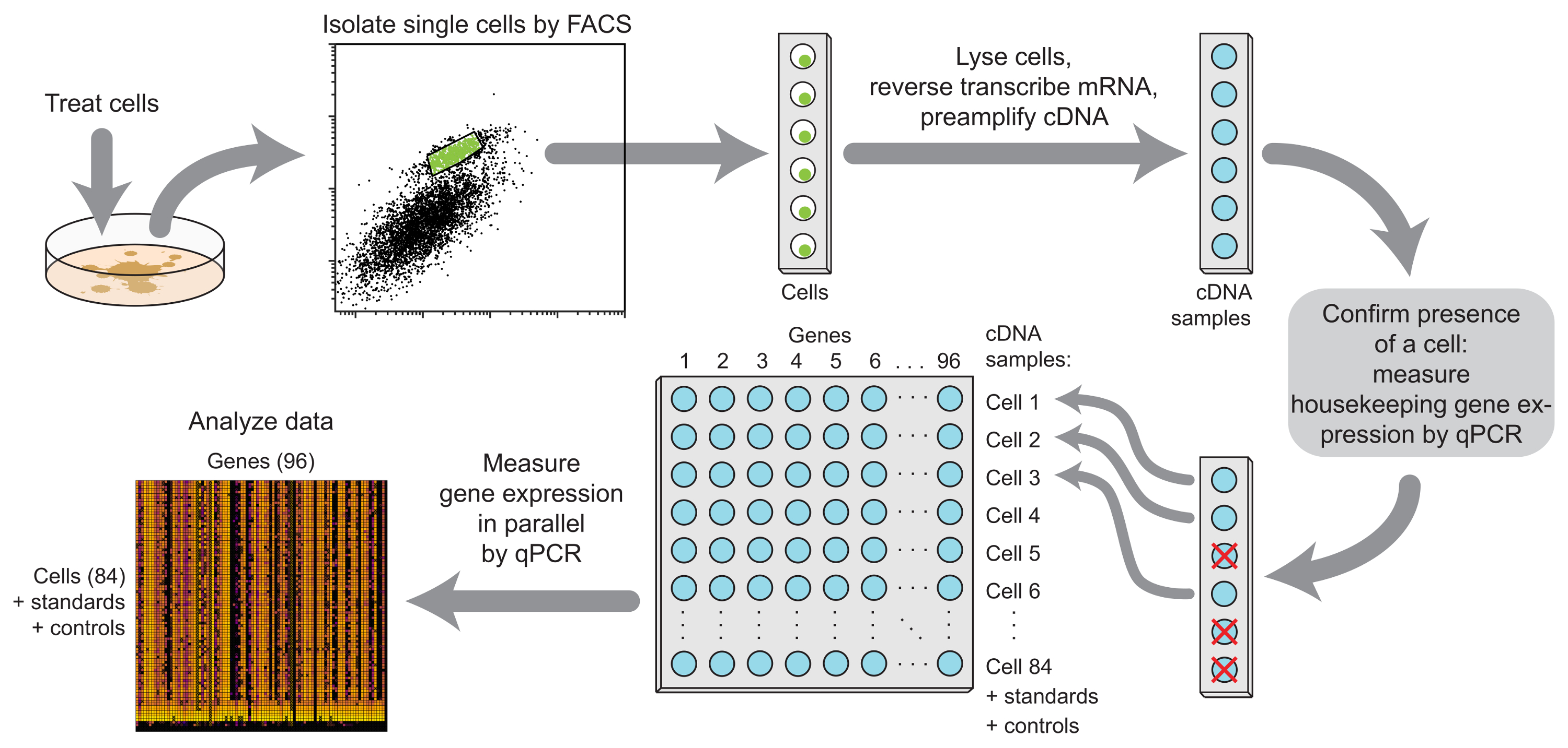 Singlecell Gene Expression Profiling Using FACS and qPCR with Internal