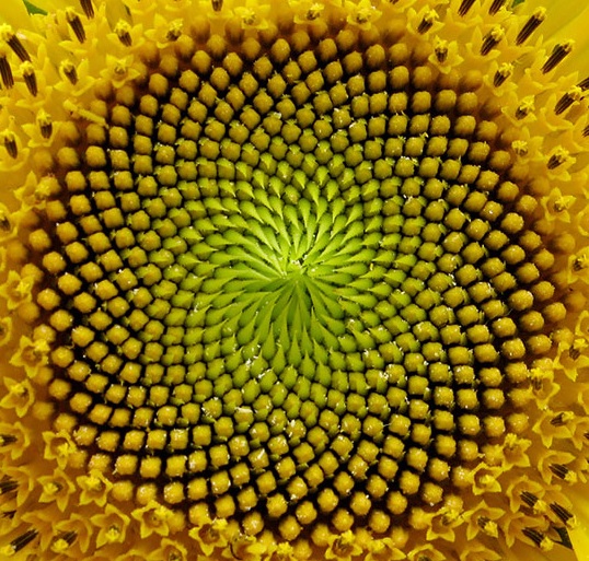 Meanders Pattern In Nature