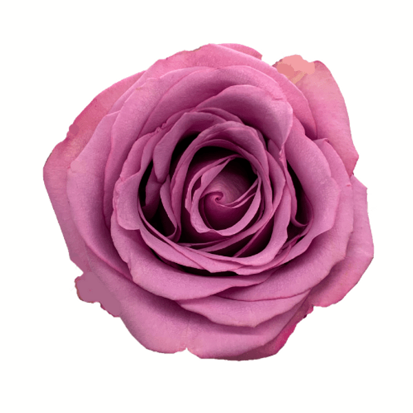 Roses Cool Water Ecuador Flowers