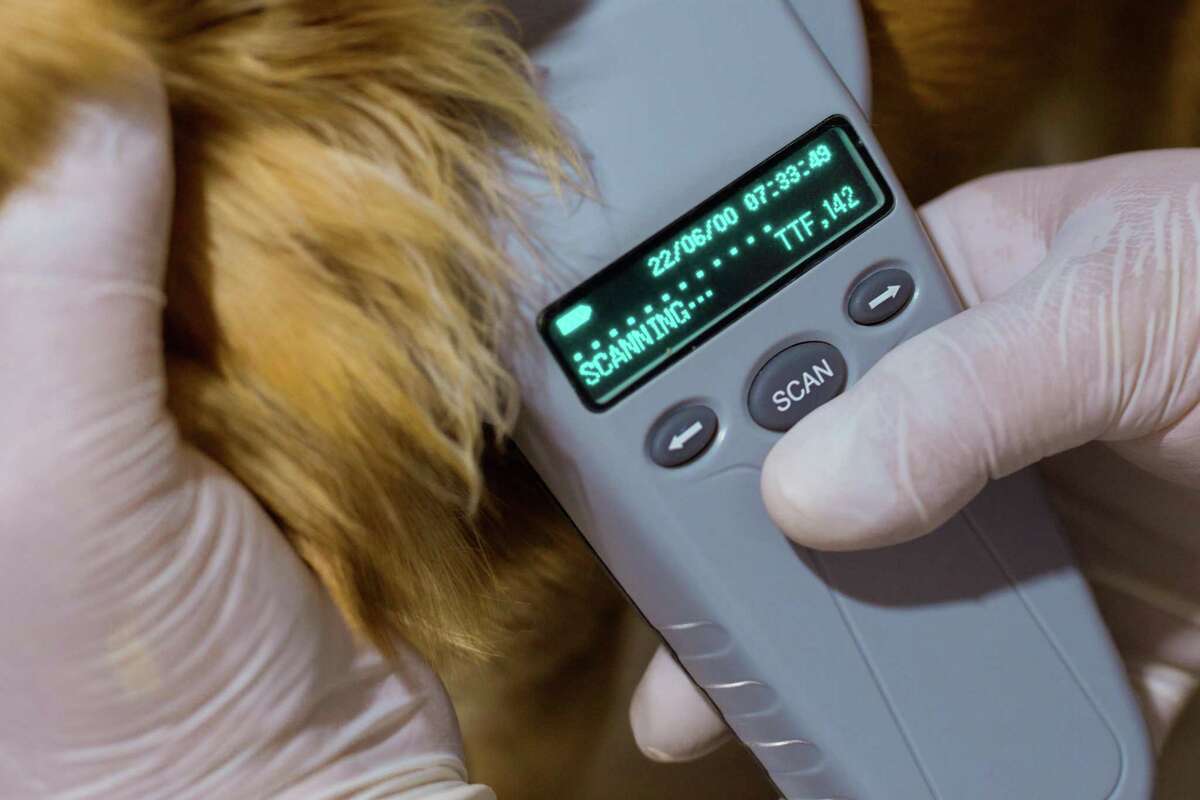 The Common Misconceptions About Microchips Ecusocmin