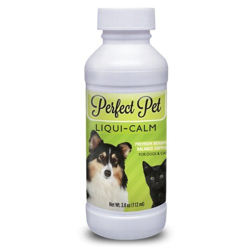 How to Calm a Dog During a Thunder Storm InfoBarrel