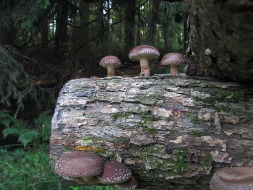 Shiitake Mushroom Mycelium Plug Spawn 100 Count Grow