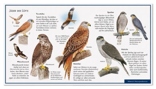 Idee von Gabi Süß auf Tierspuren Kleine vögel, Natur, Tierspuren