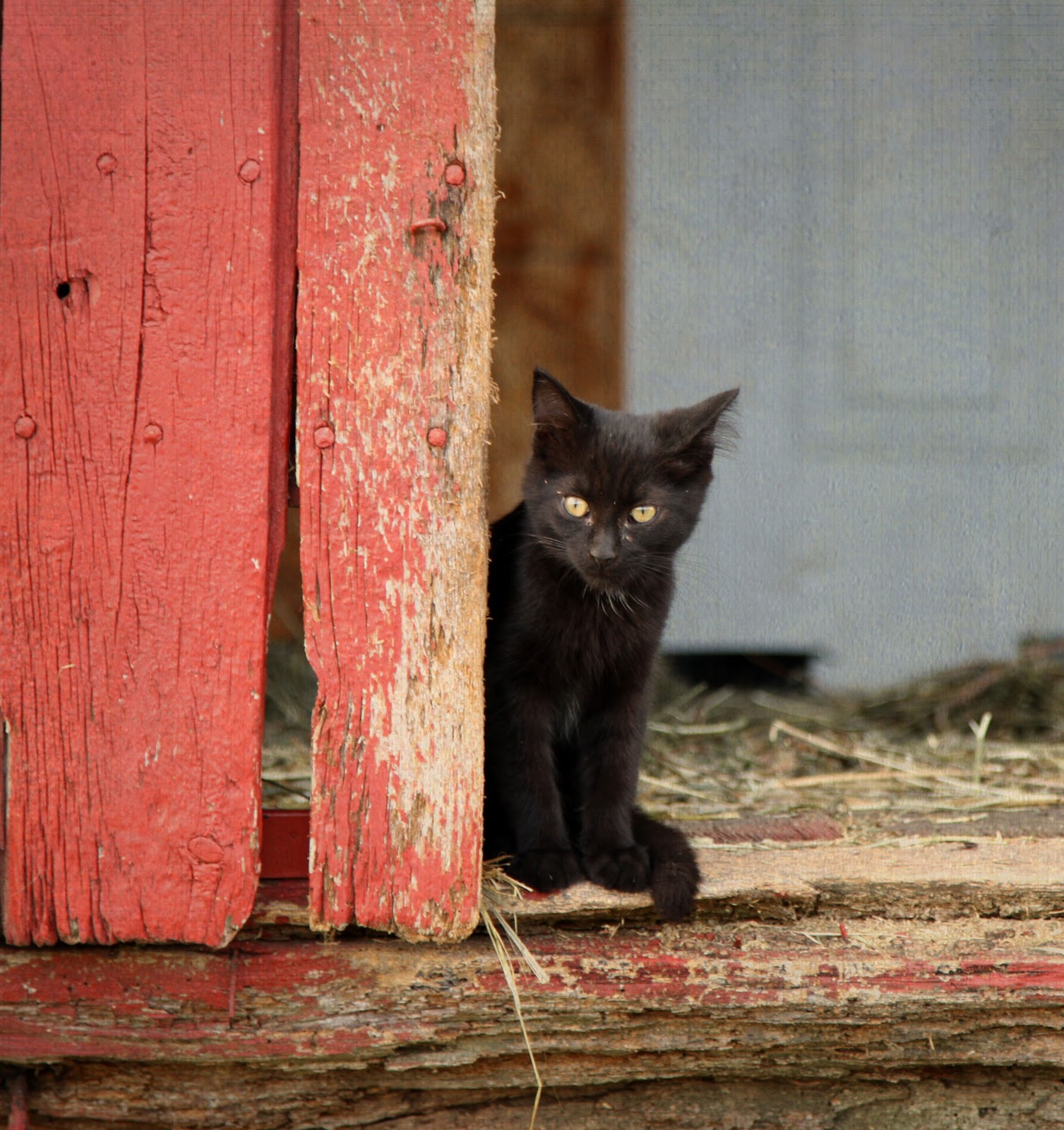 TNR helps feral cats, provides safe rodent control By Ed Boks Ed Boks