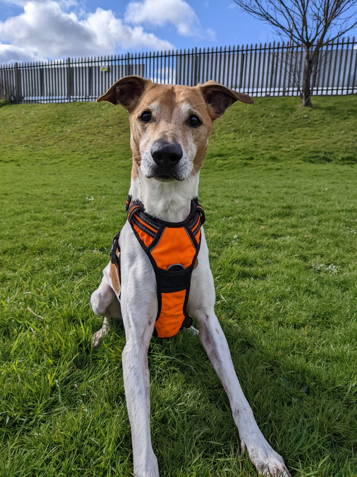 Peter Edinburgh Dog & Cat Home