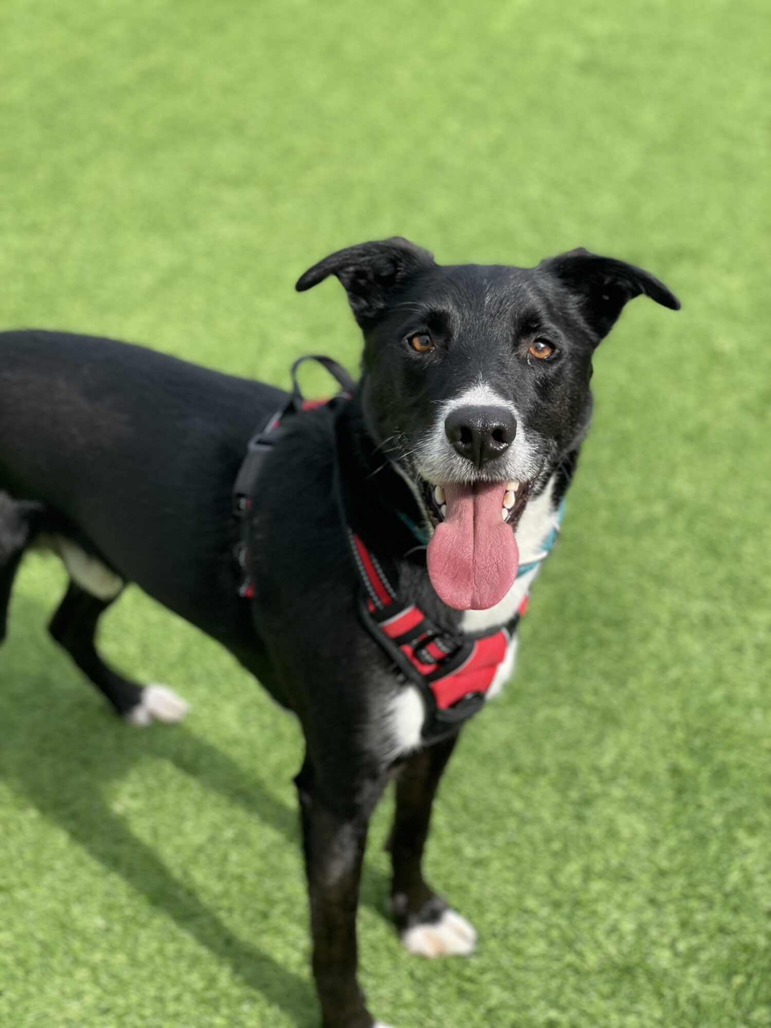 Rescue Dogs Edinburgh Dog & Cat Home