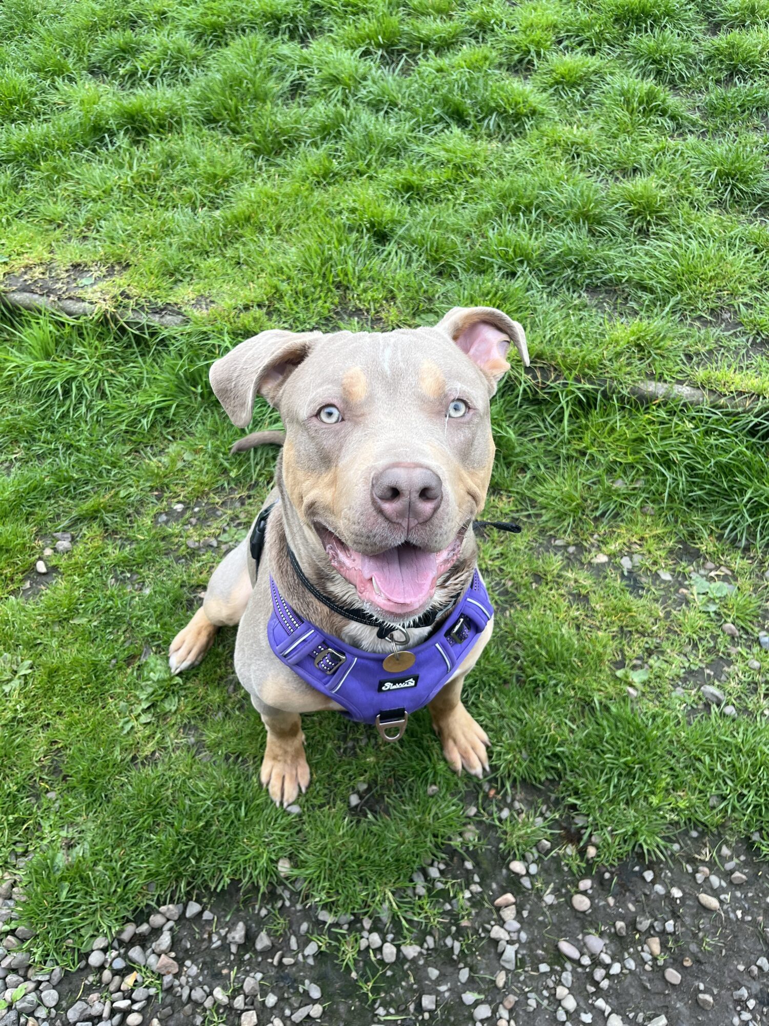 Rescue Dogs Edinburgh Dog & Cat Home