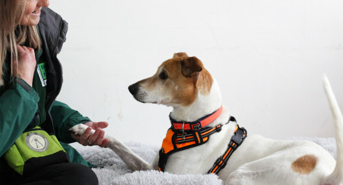 Dog Training Edinburgh Dog & Cat Home