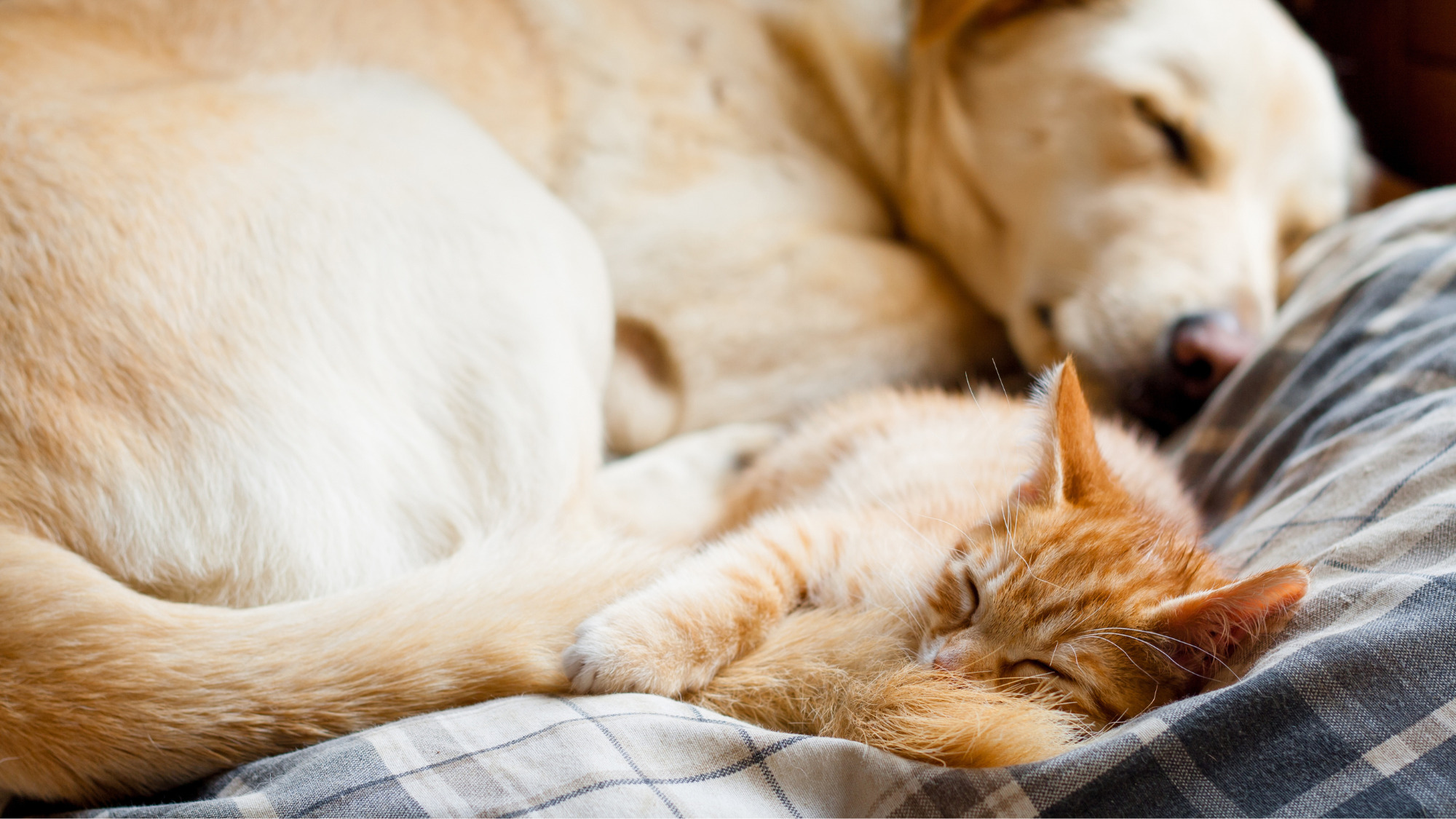 Edinburgh Dog & Cat Home Love Without Limits