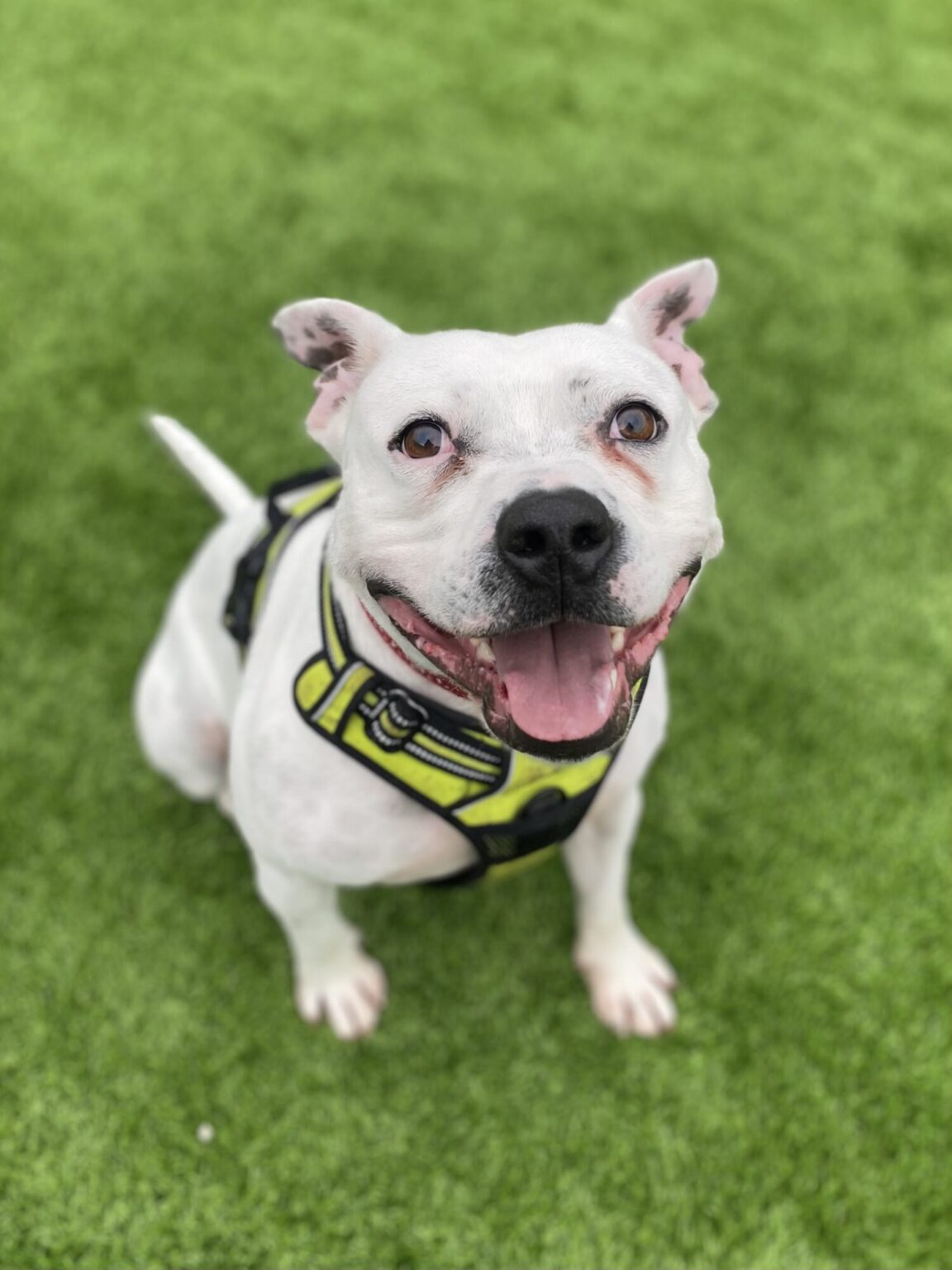 Adopt a Dog Edinburgh Dog and Cat Home