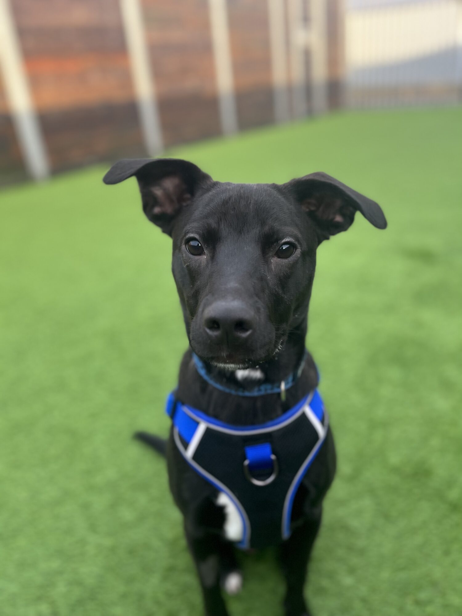 Mylo Edinburgh Dog & Cat Home