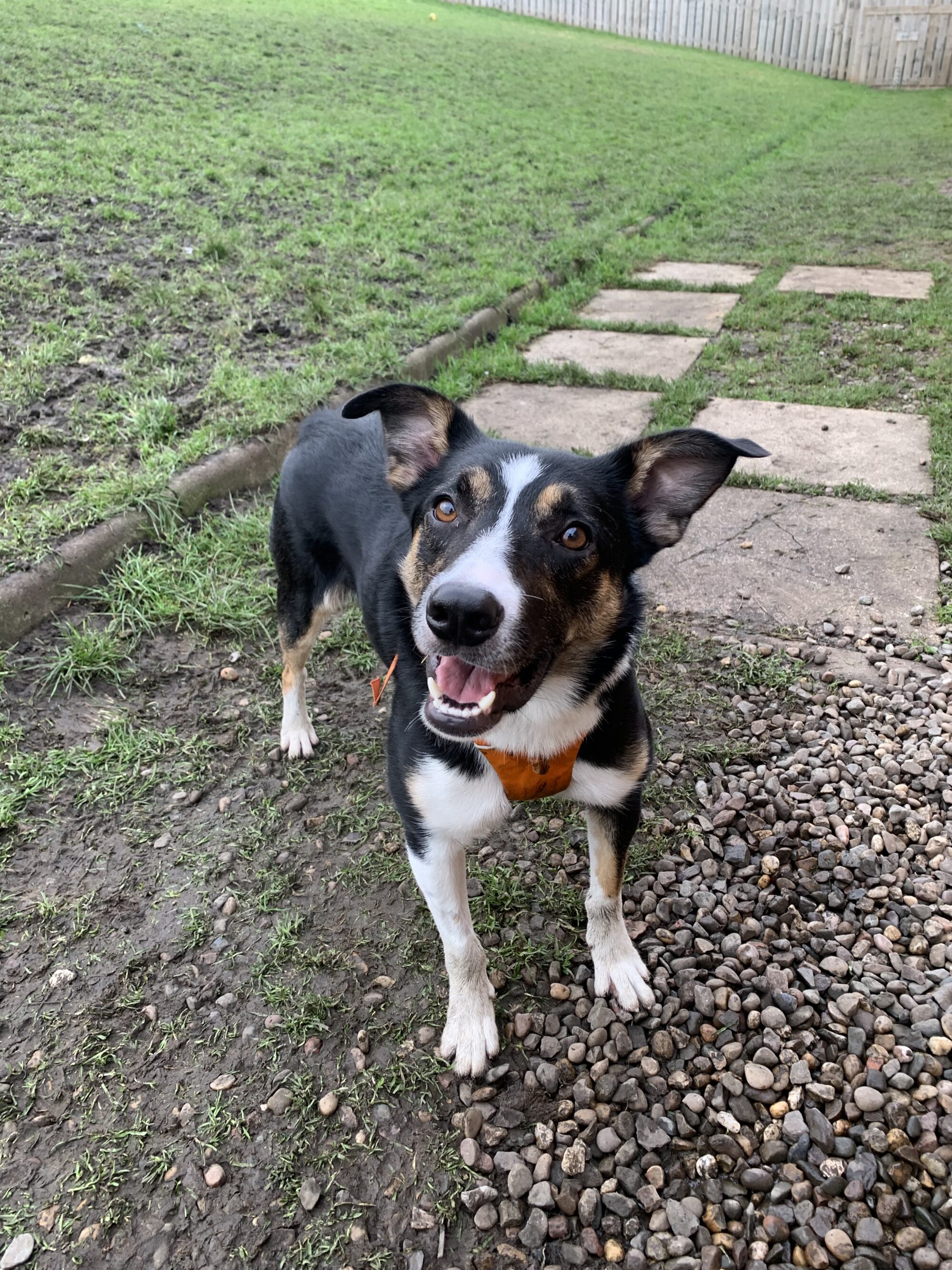 Adopt a Dog Edinburgh Dog and Cat Home