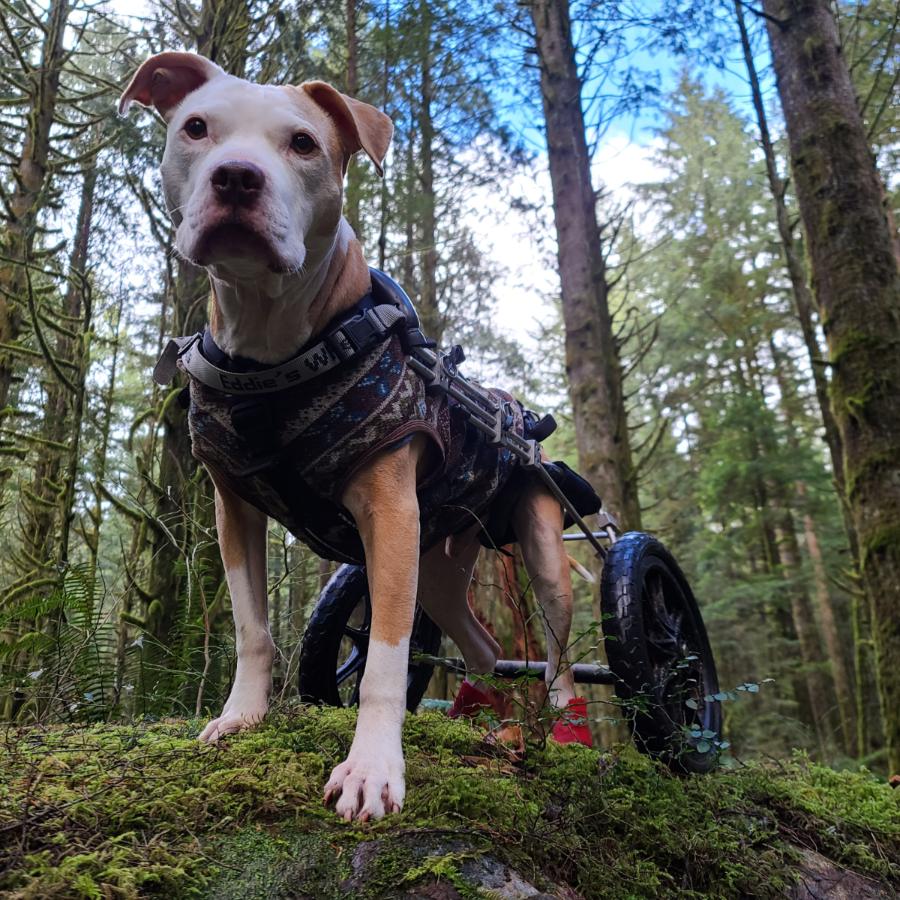 Large Dogs Eddie's Wheels for Pets The Pet Mobility Experts