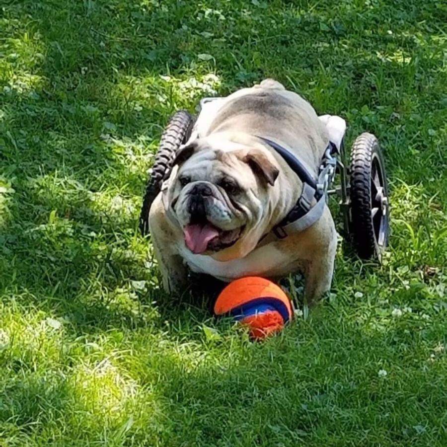 Large Dogs Eddie's Wheels for Pets The Pet Mobility Experts