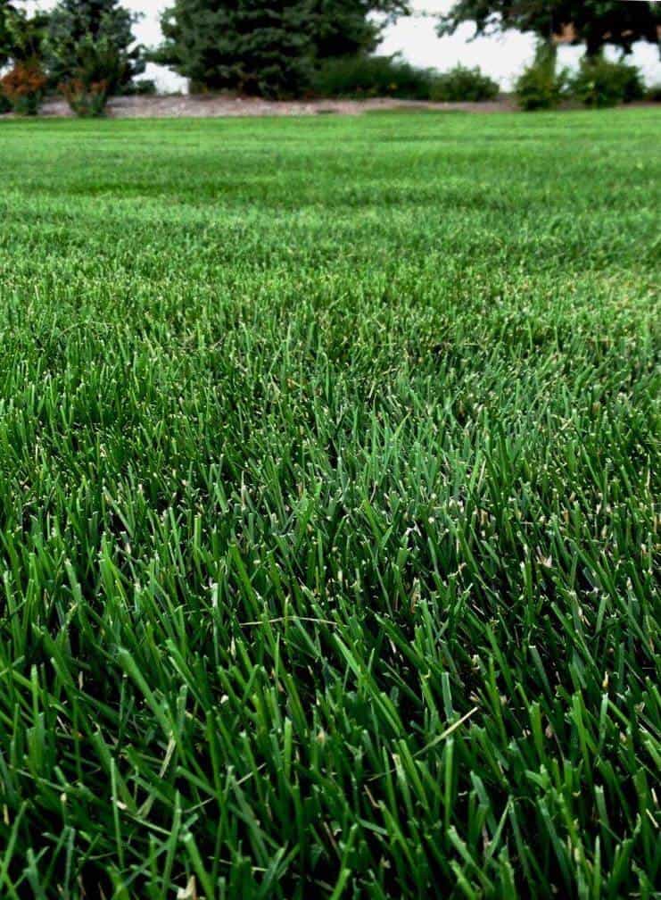 The Benefits of grass over hardscaping Eden Lawn Care and Snow Removal