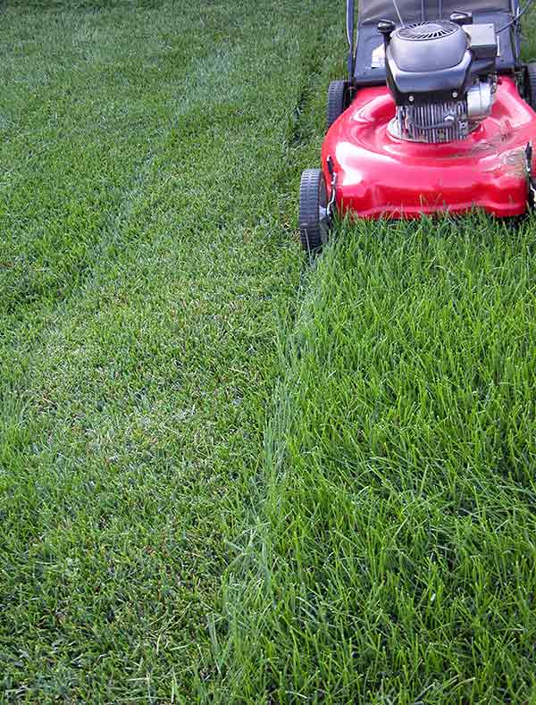 The Ideal Grass Mowing Height | Eden Grass Cutting Services