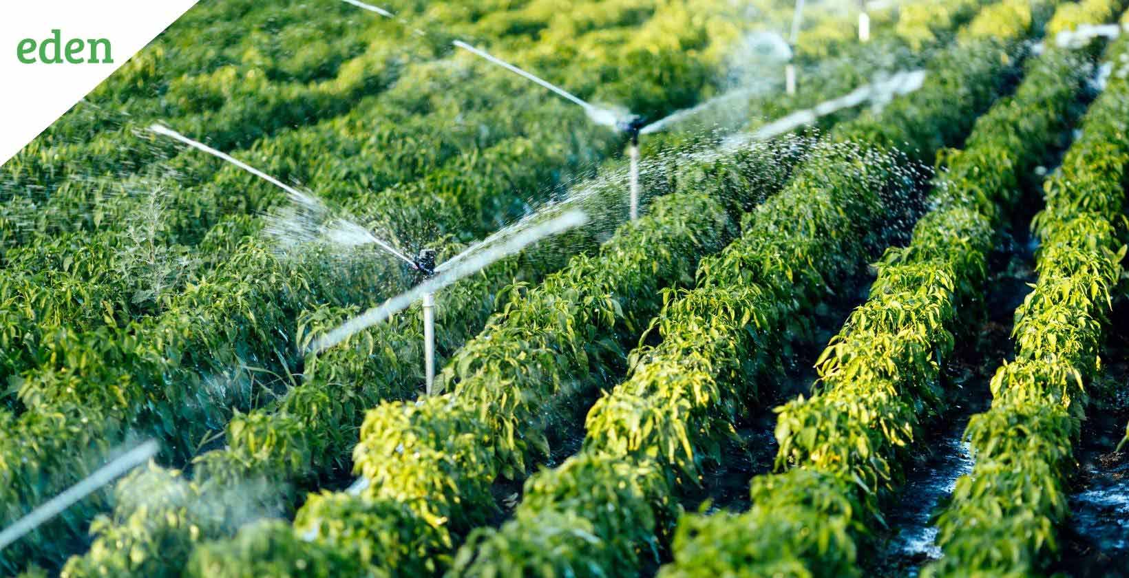 Subsurface Irrigation Everything you need to know Eden Lawn Care and