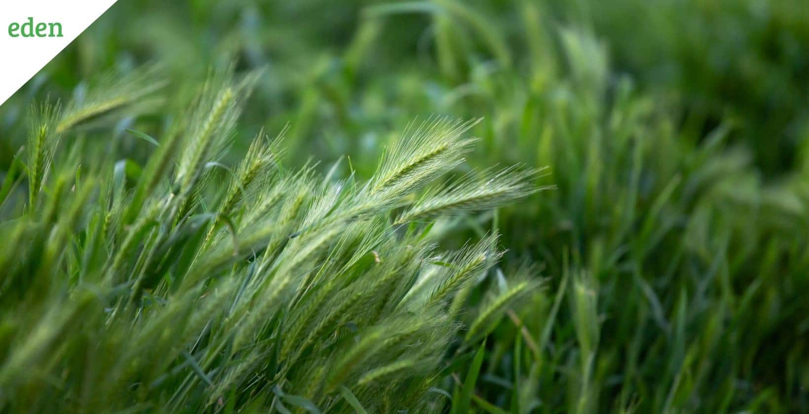 Guide for Bentgrass Eden Lawn Care and Snow Removal