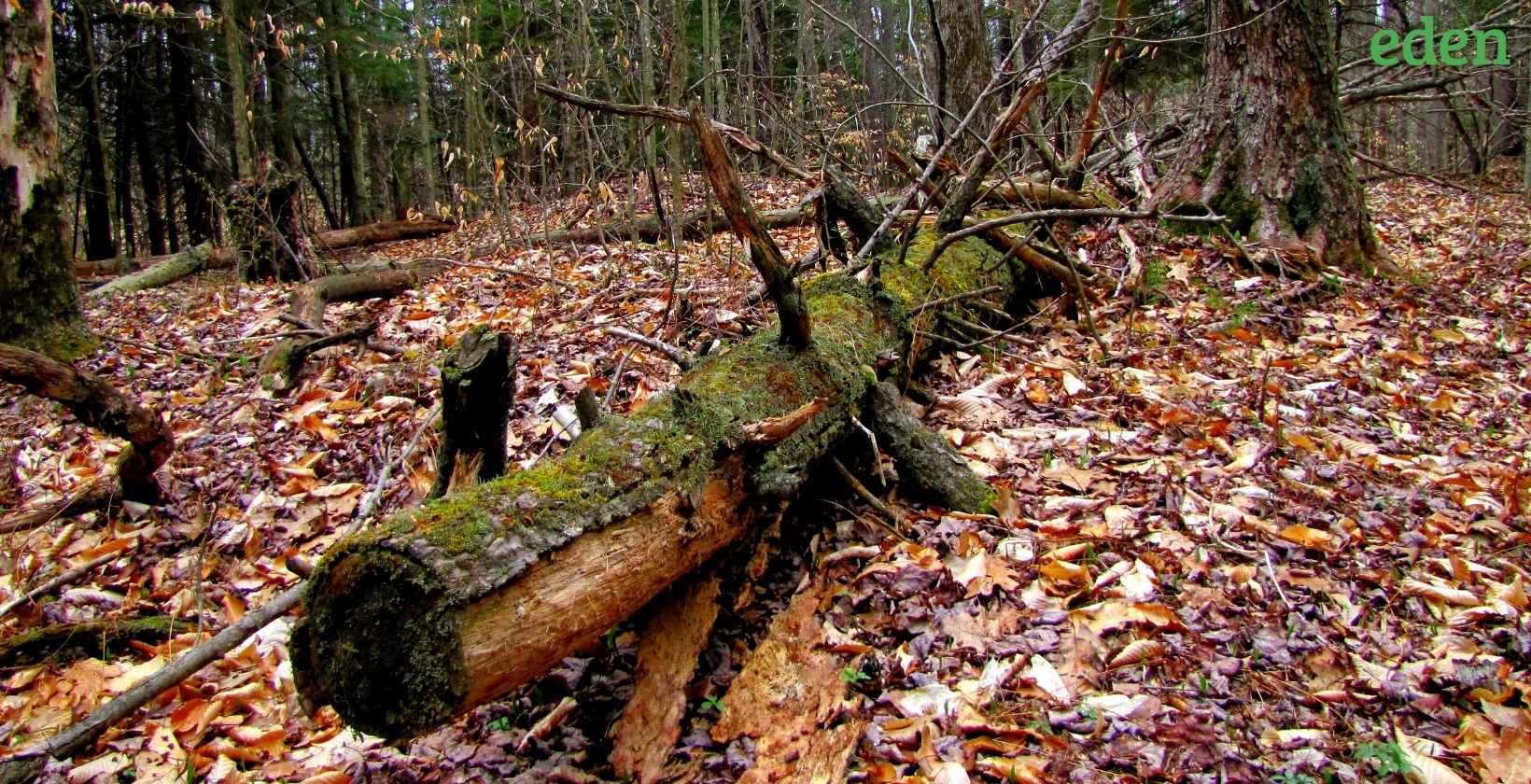 How Much Does Tree Removal Cost Eden Landscaping and Yard Work