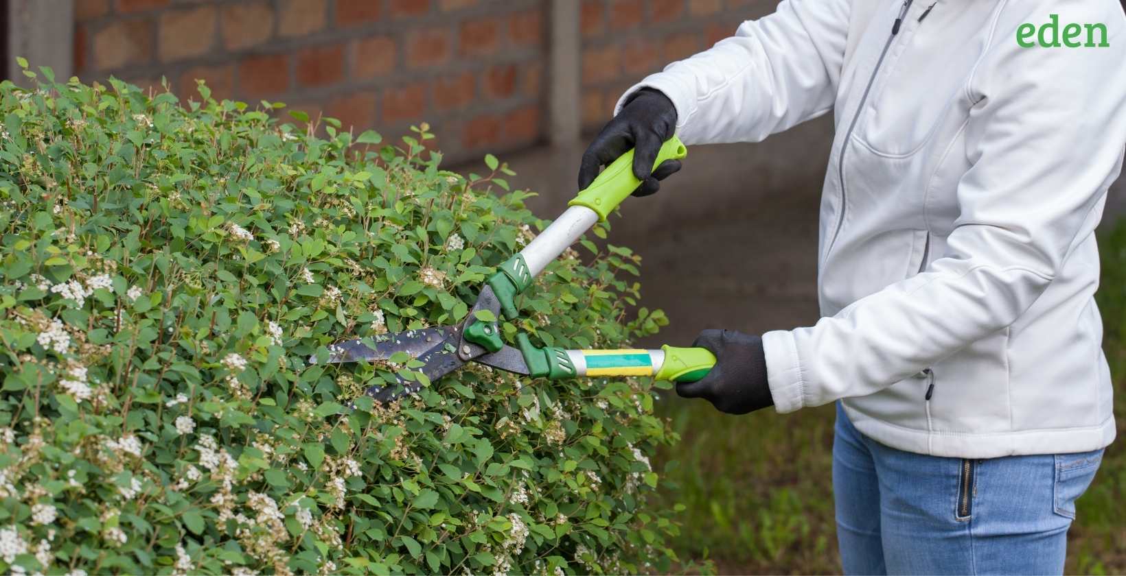 What is the Cost of Bush Trimming? Eden Lawn Care and Snow Removal