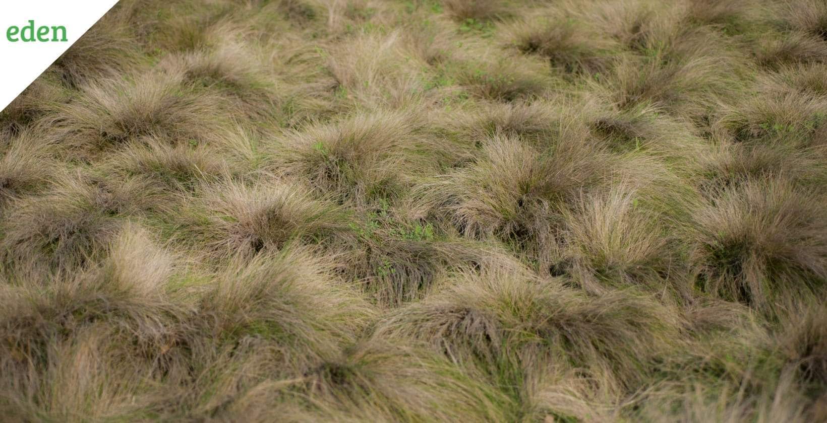 How to Overseed in the Fall with Fescue? Eden Lawn Care and Snow Removal