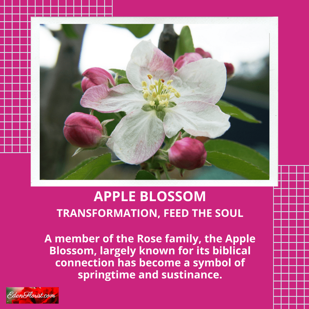 AppleBlossom Eden Florist South Florida Flowers for Any Occasion