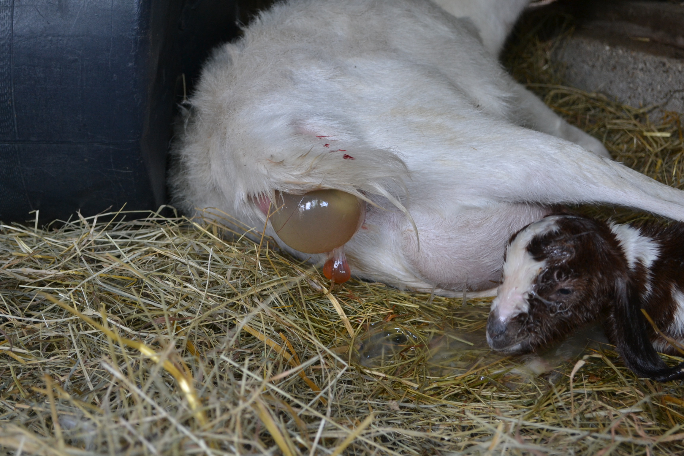goat birth Eden Hills