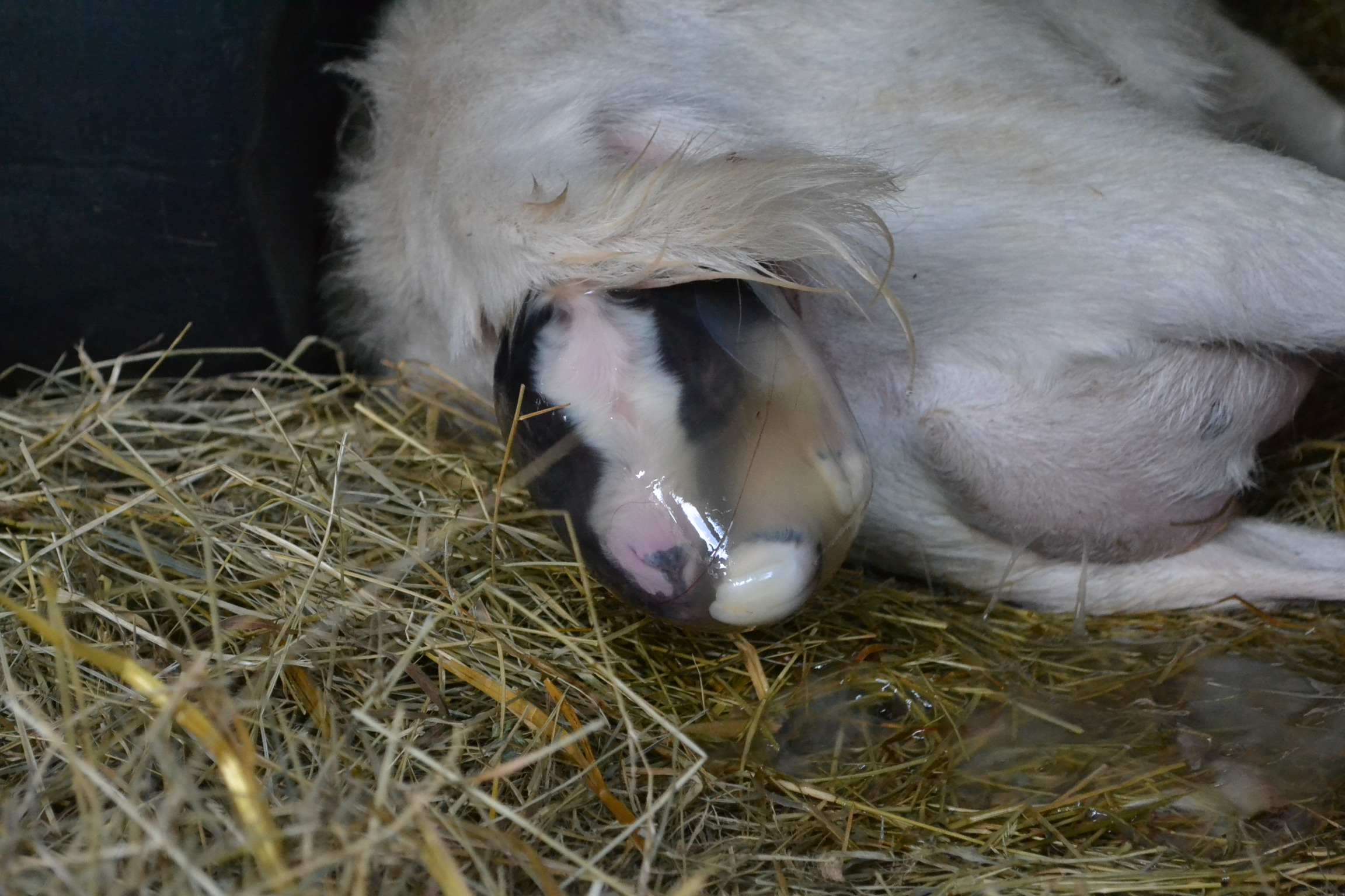 goat birth Eden Hills
