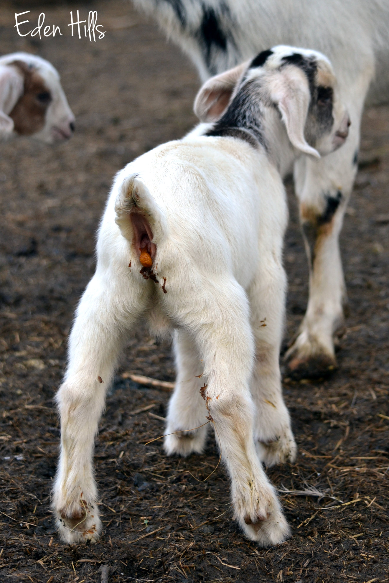 Kidding Version of Scavenger Hunt Sunday Eden Hills