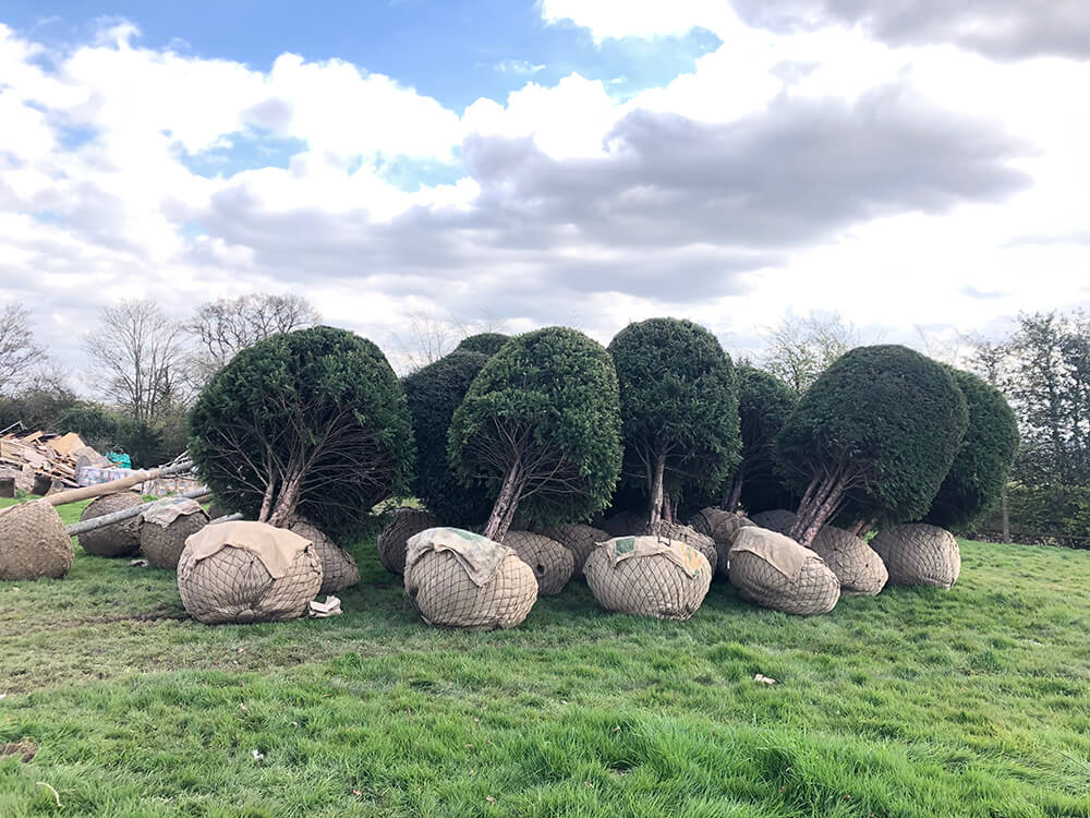 Tree Planting Essex Garden Tree Delivery & Planting Services