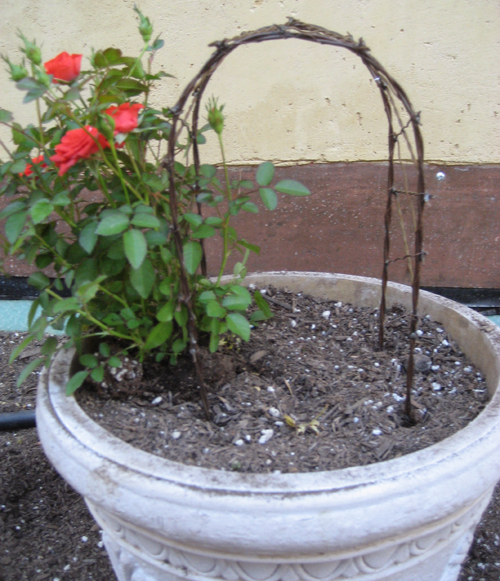 Miniature Rose Garden Container Idea Eden Makers Blog by Shirley Bovshow