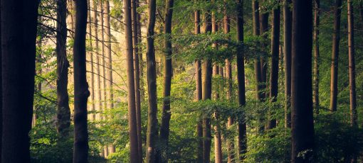 carbonoffsetcalculateedenviro Edenviro Biomass