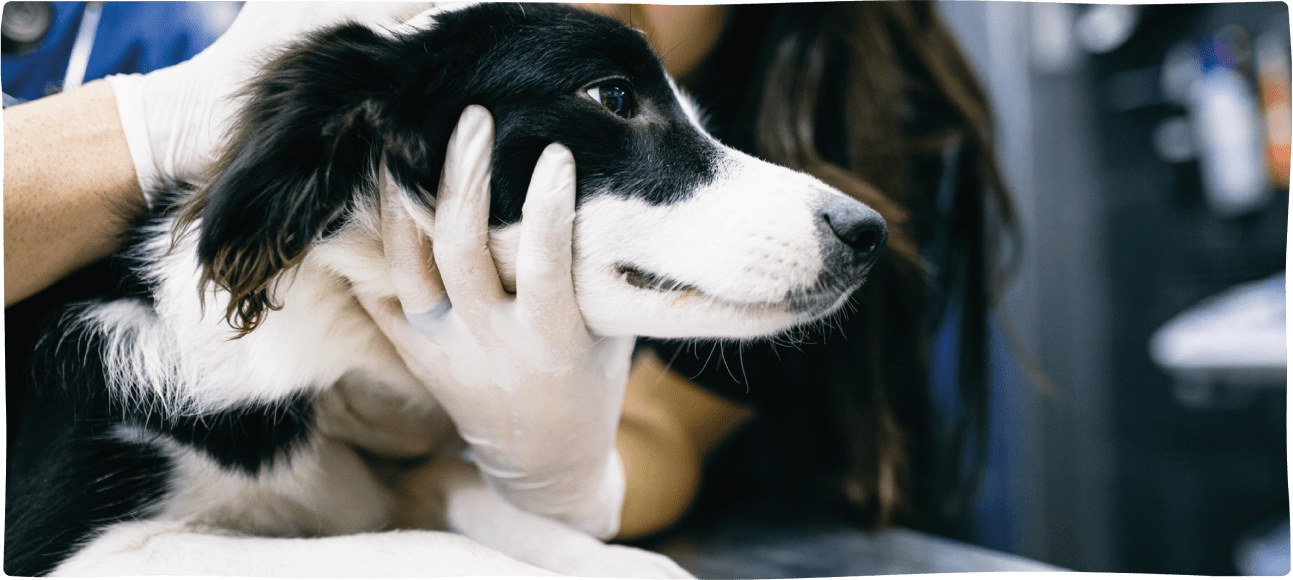 Edgard & Cooper Foundation 5 Freedoms