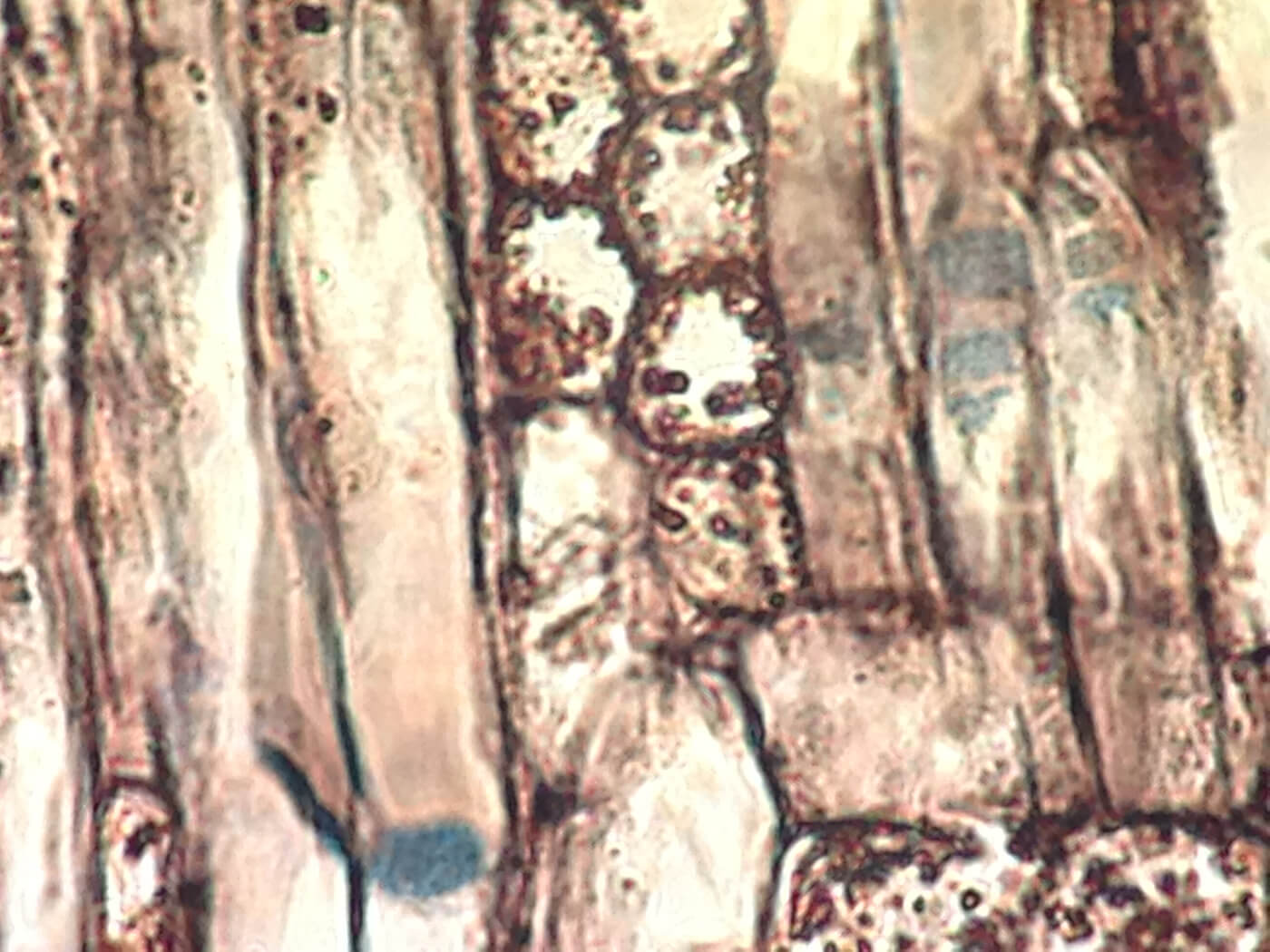 Understanding a plant’s vascular system General Hydroponics