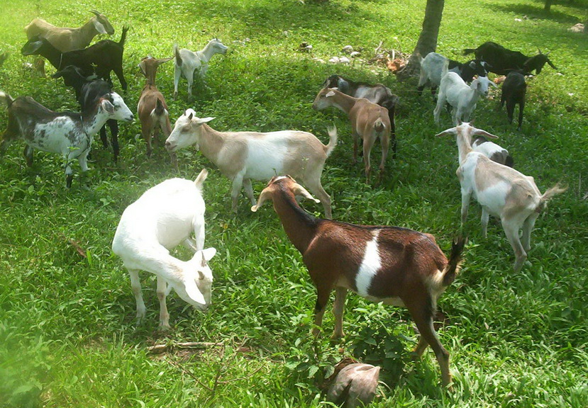 Raising small ruminants for food and profit Edge Davao