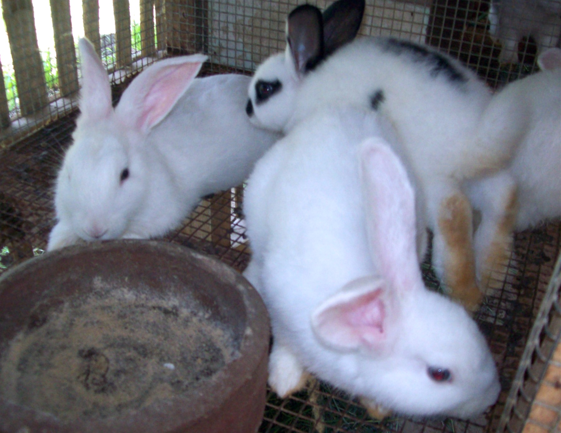 AGRITRENDS Raising rabbits in your backyard Edge Davao