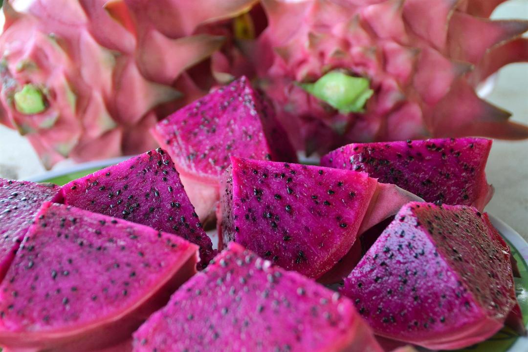 AGRITRENDS Pandemic leads him to dragon fruit farming Edge Davao