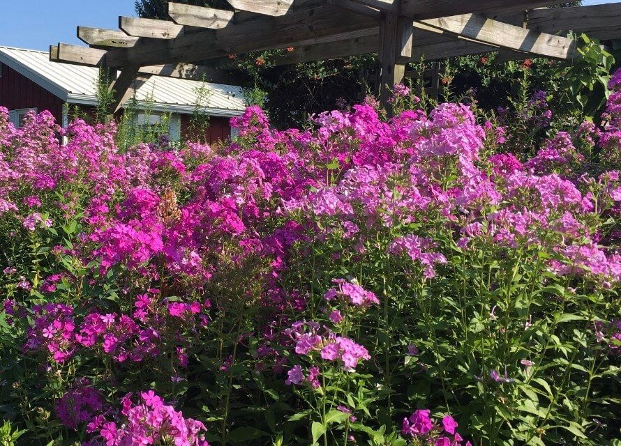 Native Plant Nursery Edge of the Woods Native Plant Nursery