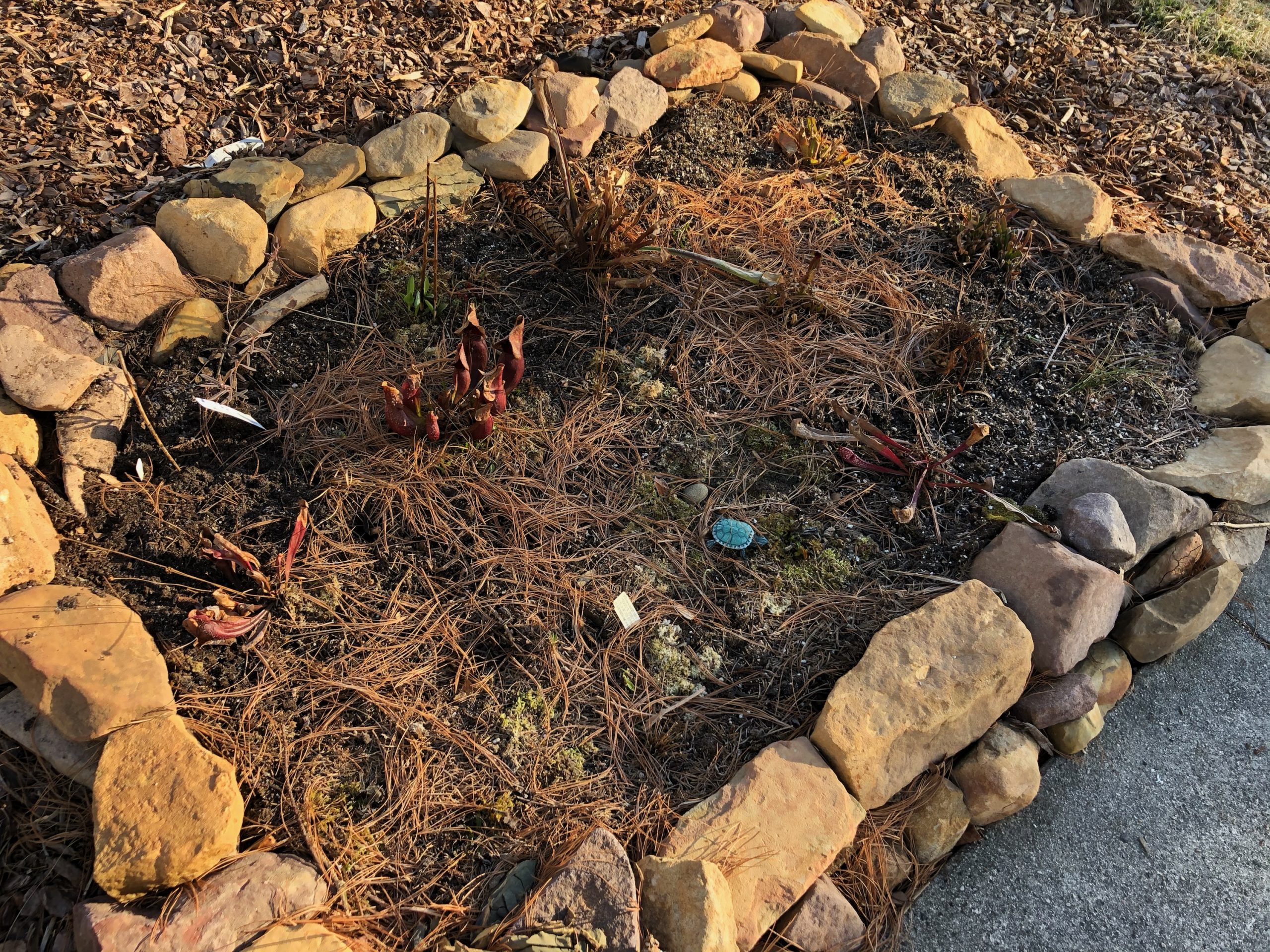 Simpletoinstall, lowcost Bog Garden...A Step by Step Guide Edge Of