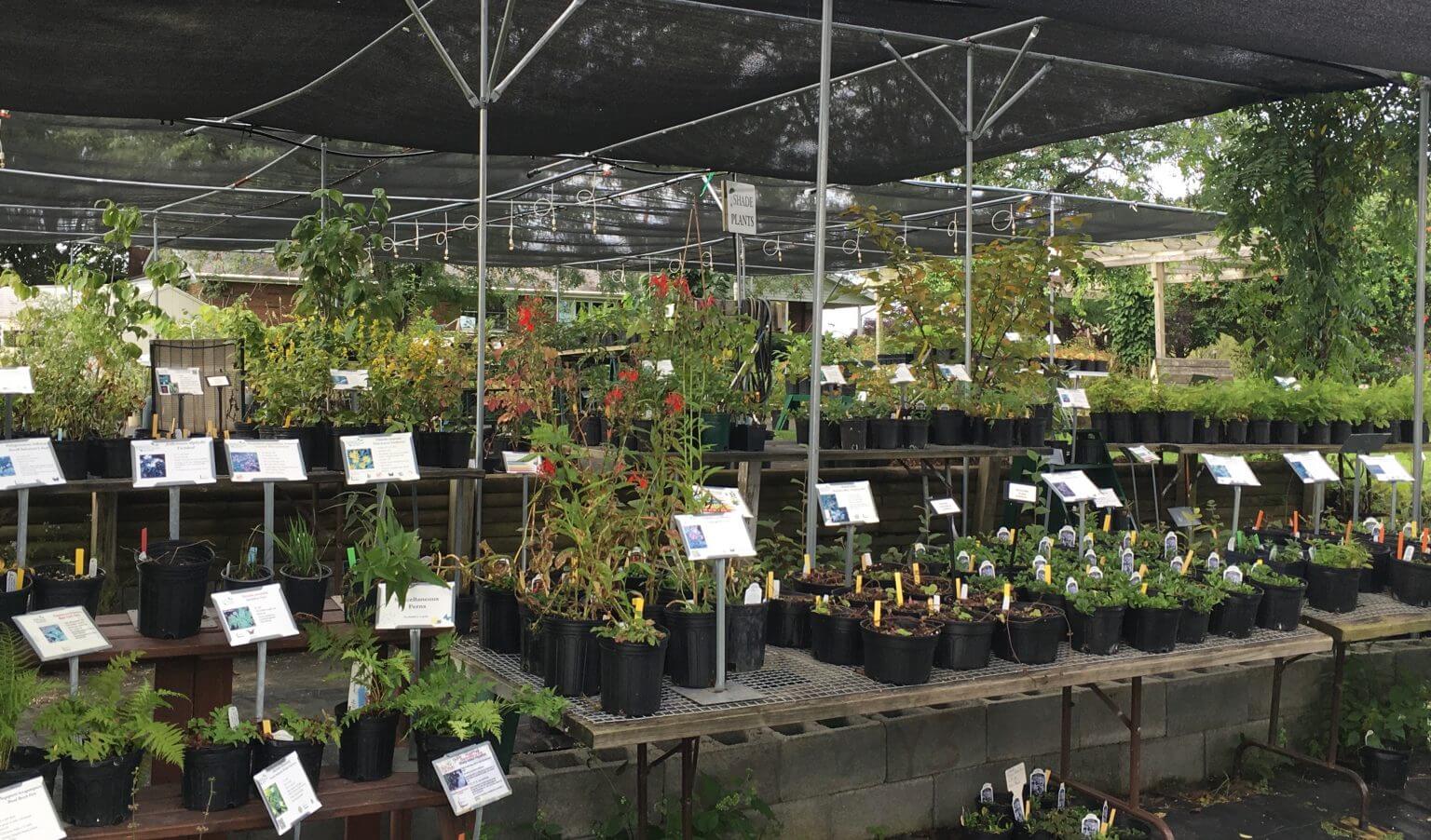 Native Plant Nursery Edge of the Woods Native Plant Nursery