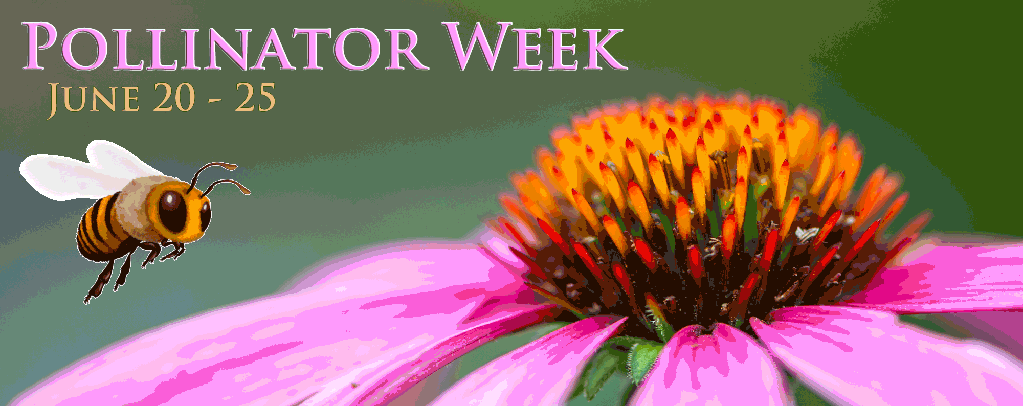 Pollinator Week June 20 to 25! Edge Of The Woods Native Plant Nursery
