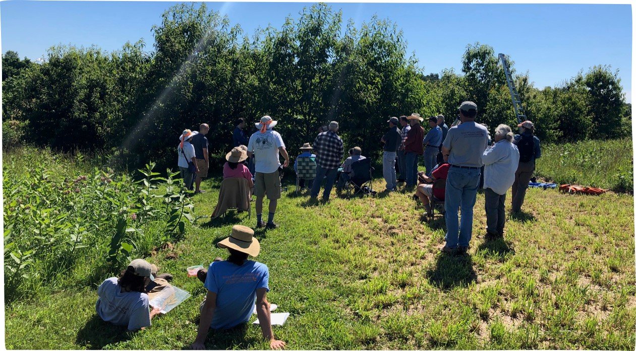 chestnut presentation Edge Of The Woods Native Plant Nursery, LLC