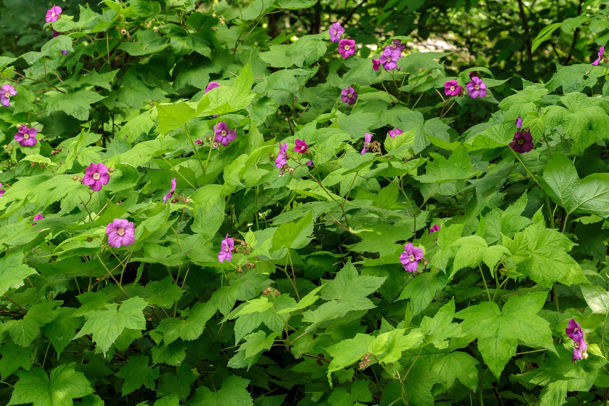 Species Spotlight Rubus odoratus (Flowering Raspberry) Edge Of The