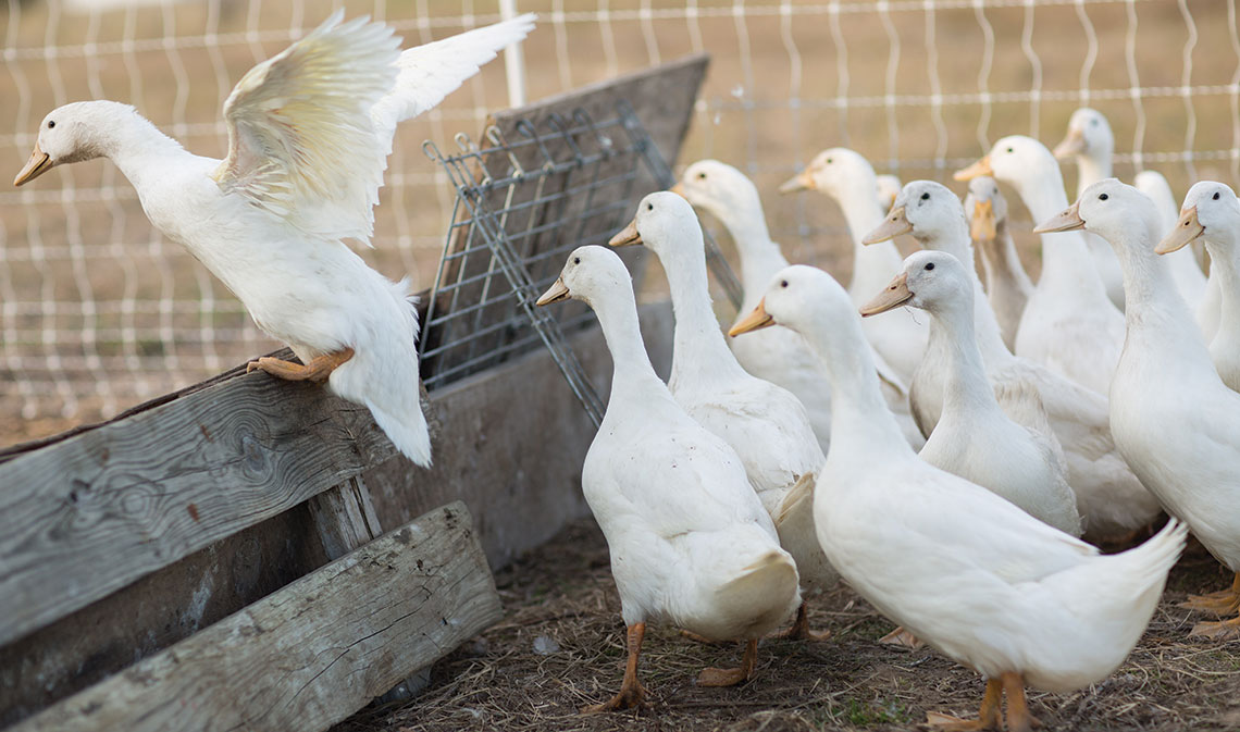 Belle Vie Farm Edible Austin