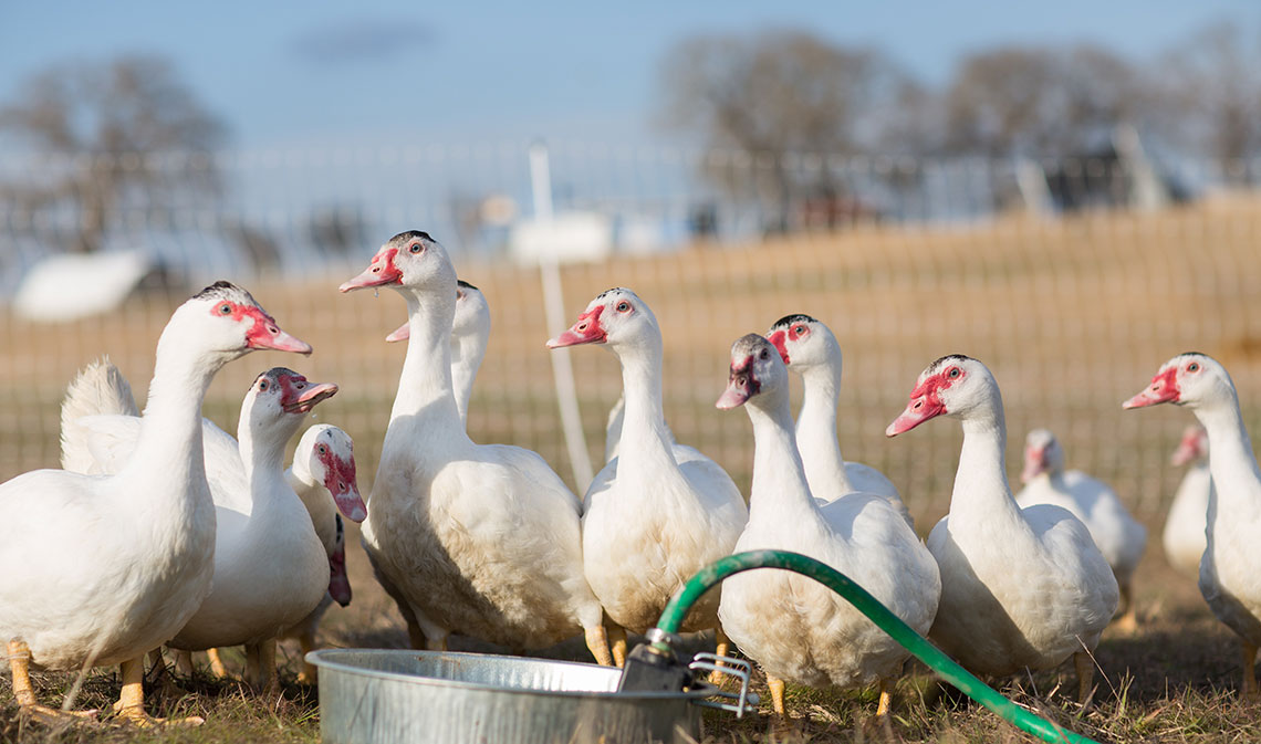 Belle Vie Farm Edible Austin
