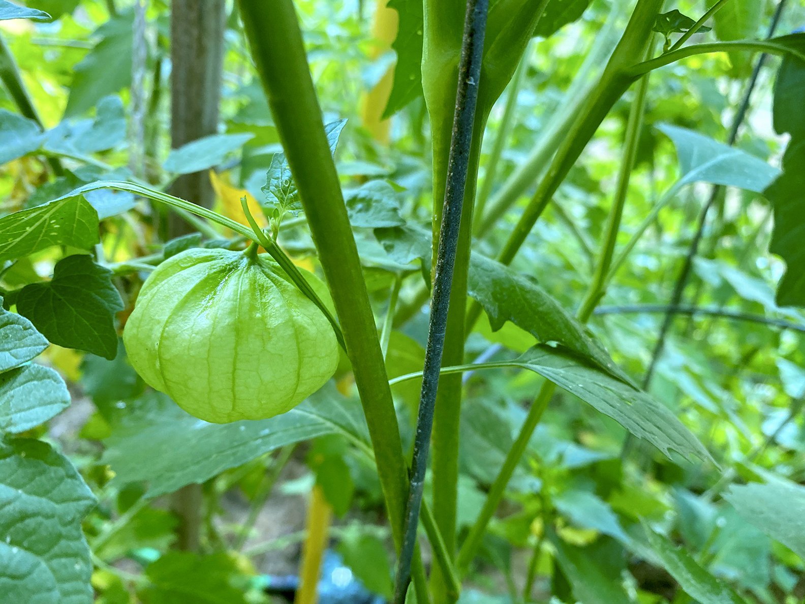 Try growing Tomatillos EdibleGardenGirl